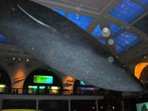 Another view of the giant blue whale.  